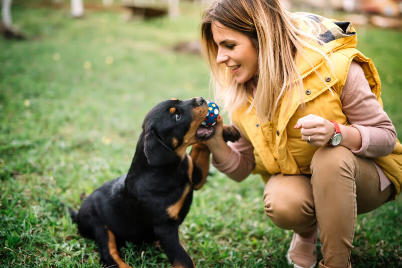 dog playing fetch with owner