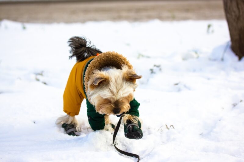 dog with boots and jacket in the snow