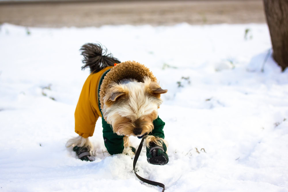 dog with boots and jacket in the snow