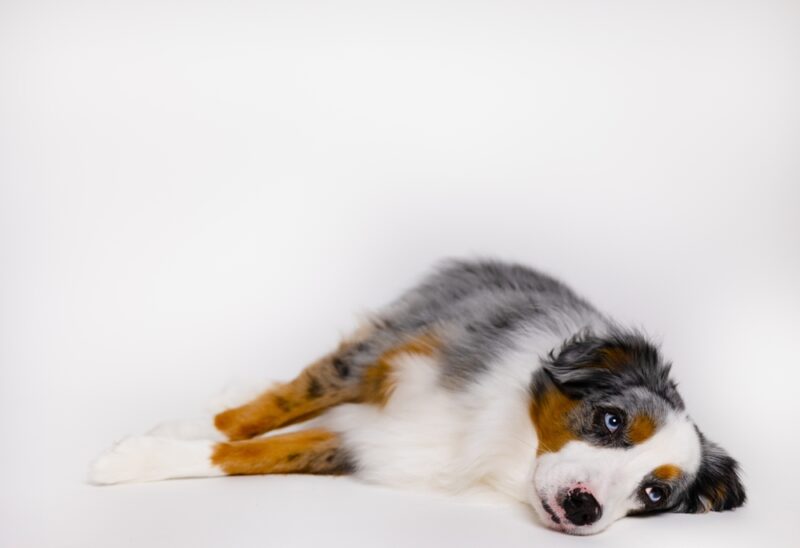 fatigue dog lying on the floor
