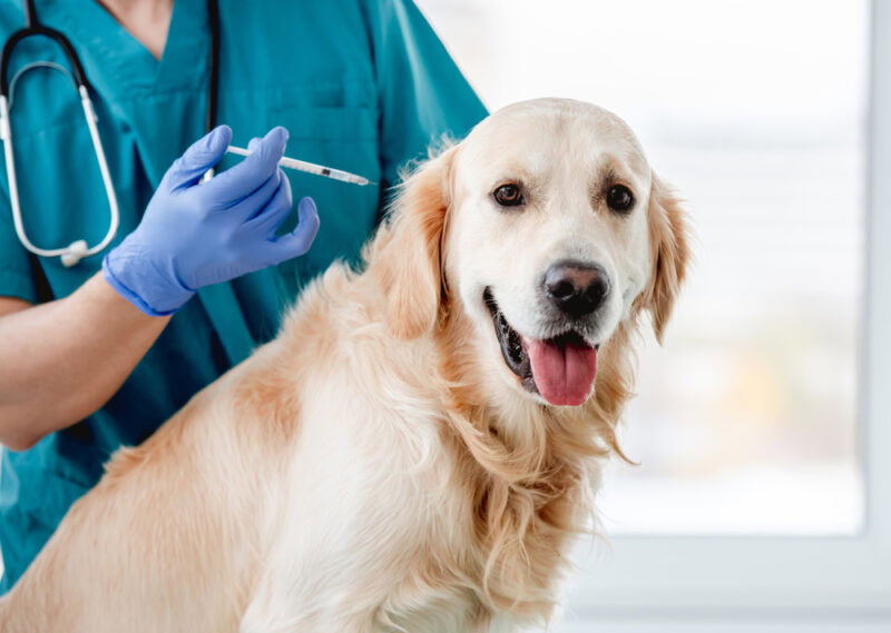 golden retriever dog getting medication in vet clinic