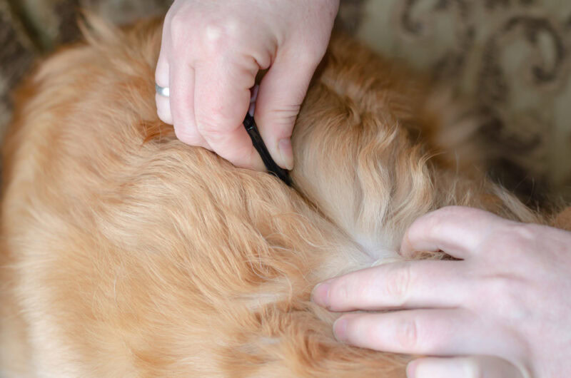 man-applying-topical-flea-or-tick-treatment-on-dogs-coat