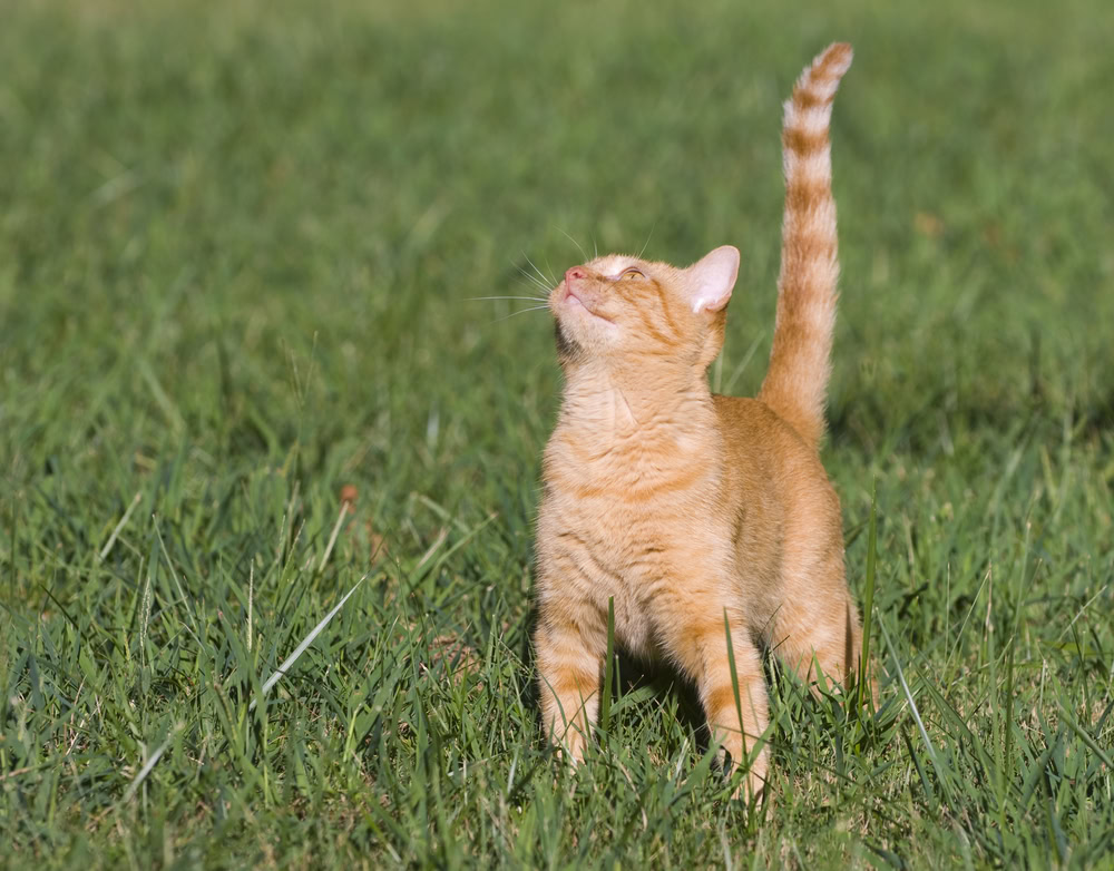 orange cat on grass with tail straight up