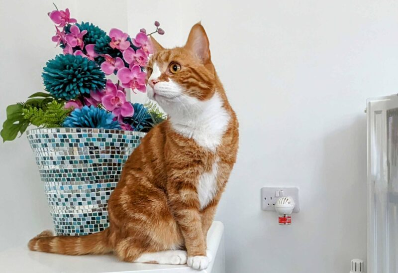 5 Best Pheromone Diffusers for Cats in 2026 - Reviews & Top Picks | The ...