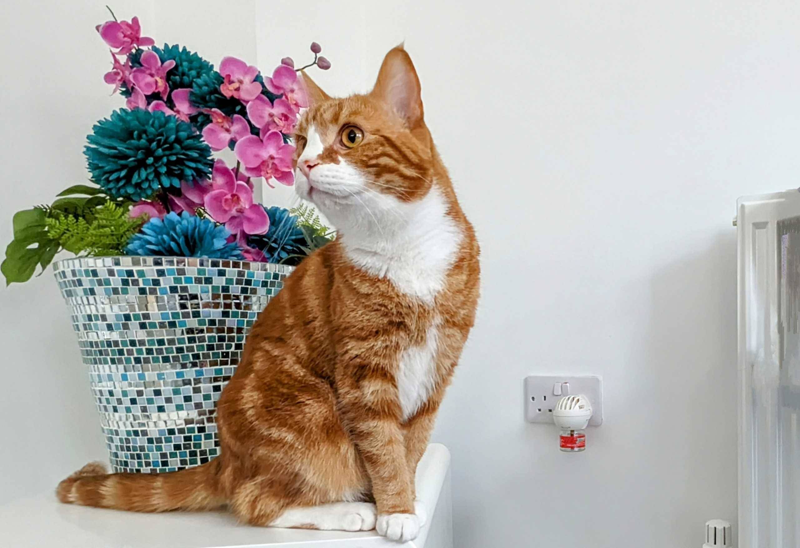 orange cat on table with a pheromone diffuser at the back