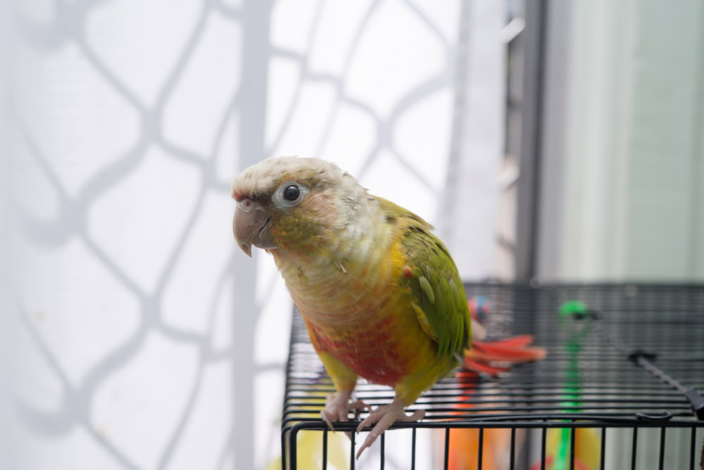 pineapple conure on top of cage