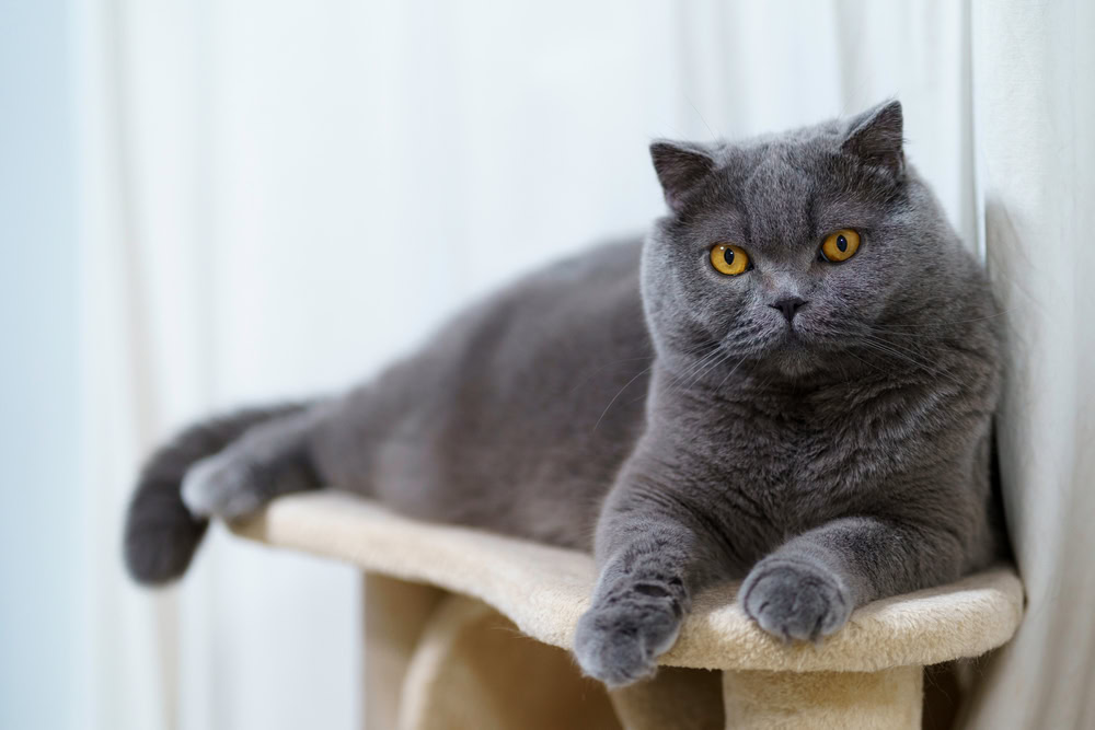 Portrait of a gray Scottish Fold laying on a cat tower