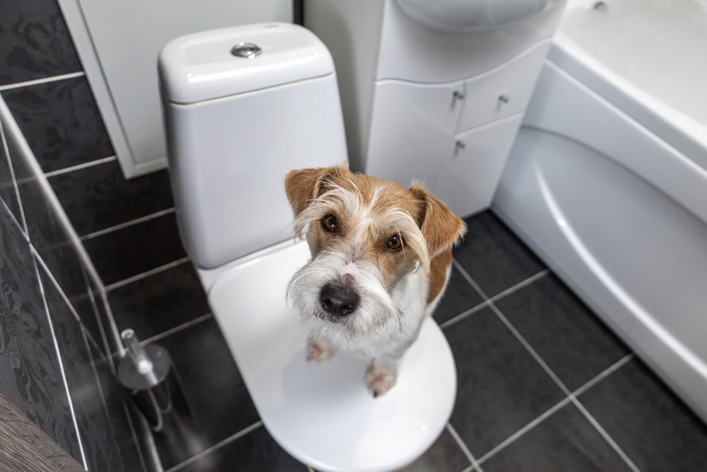 Jack Russel Terrier sitting on toilet