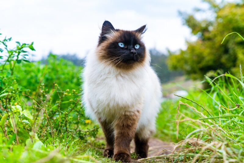 Male Siamese Himalayan Persian cat