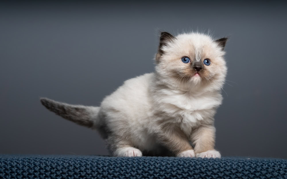 Small ragdoll kitten on dark blue plain background