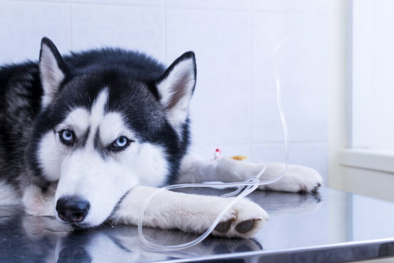 siberian husky dog lying on the table with an intravenous infusion drip in his paw