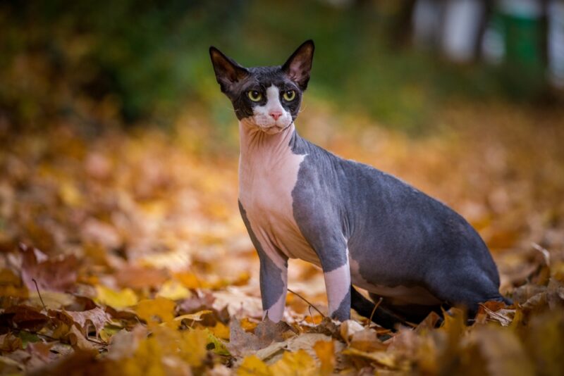 sphynx cat in autumn leaves