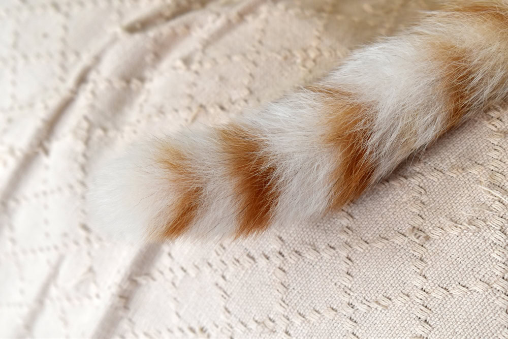 tip of a white and orange striped cat's tail