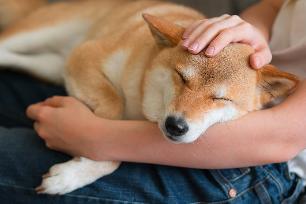 woman petting her sleeping dog