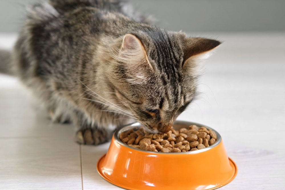 young tabby cat eating food from metal bowl