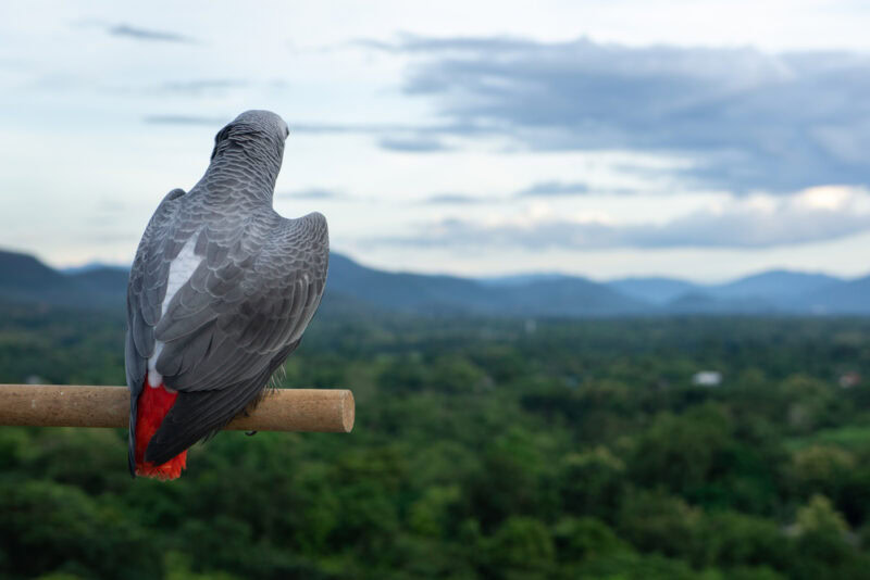 African Grey Parrot on natural background