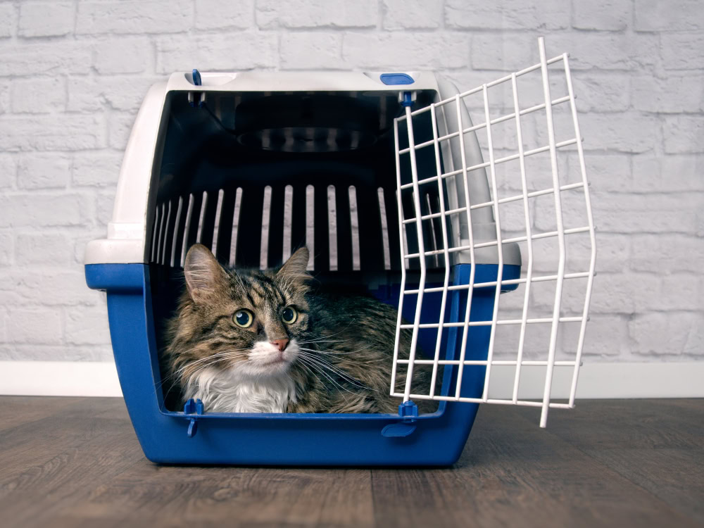 Cute maine coon cat sitting in a open pet carrier