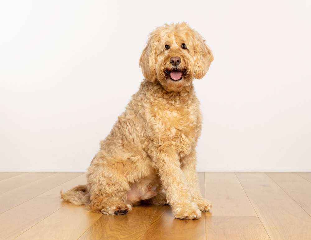 Goldendoodle dog sitting