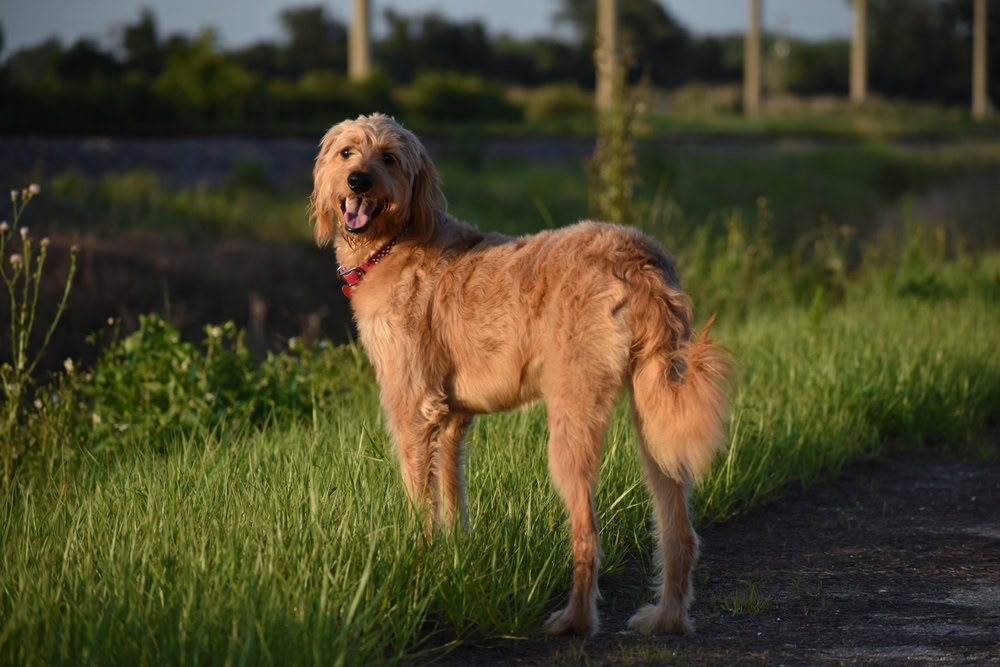 Goldendoodle