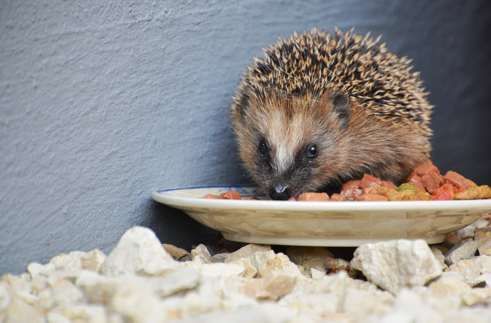 Hedgehog Feeding