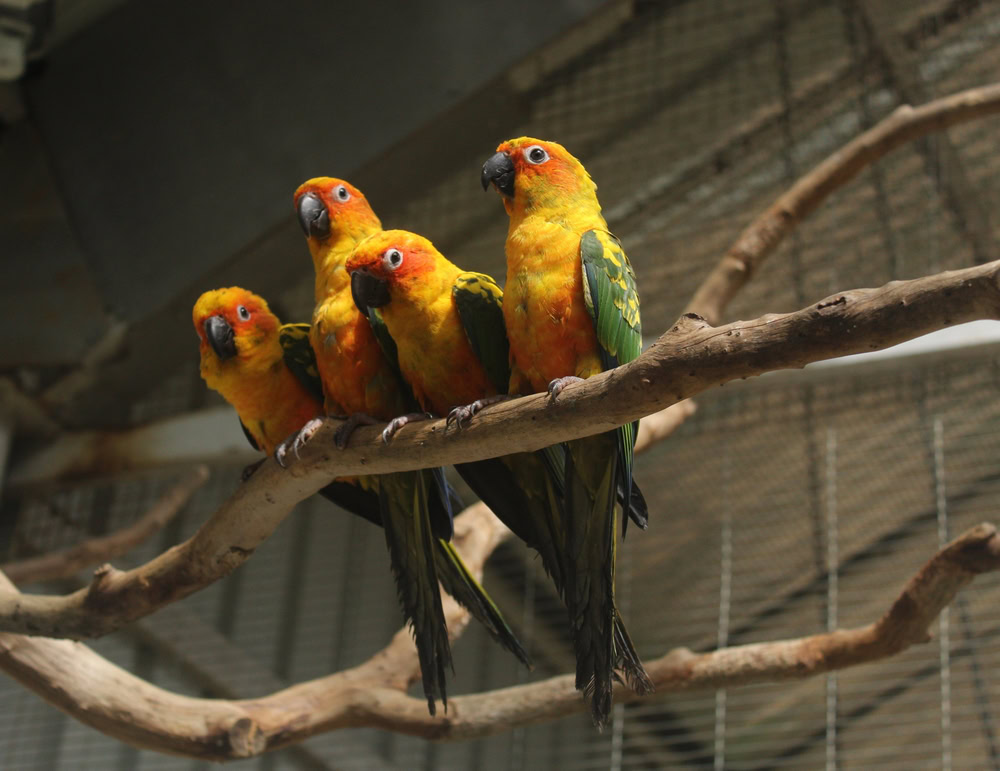 Suncor birds perching on a branch