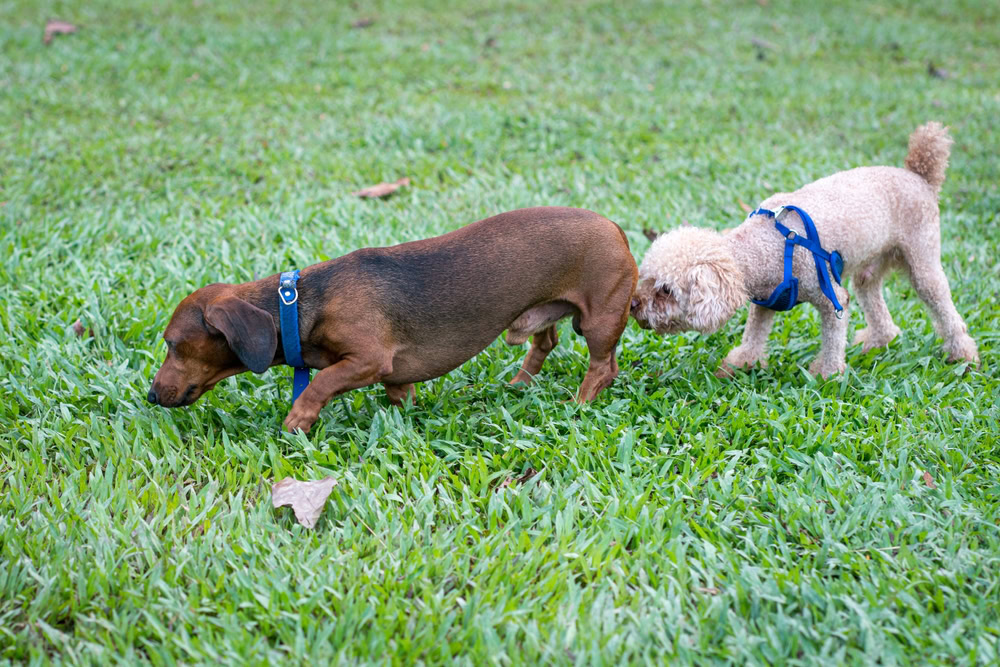 dog sniffing dachshund's butt outdoors
