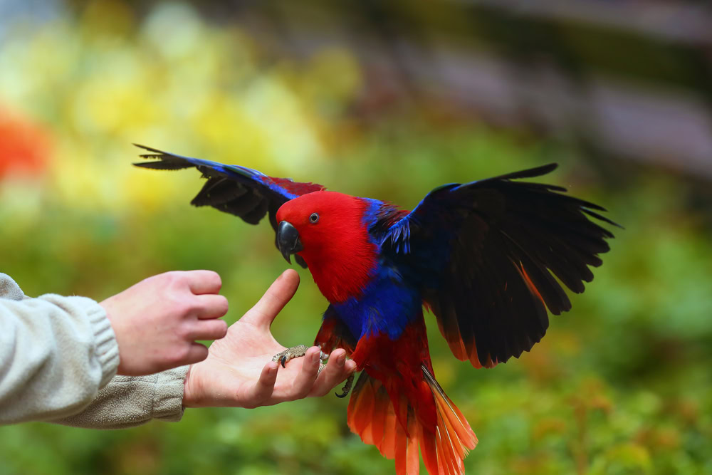 eclectus parrot lands on the hands of the owner