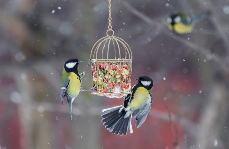 hungry tit birds in the winter snow garden flew to the feeder with seeds and nuts