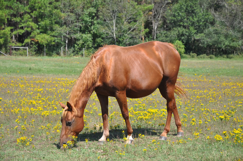 pregnant horse outdoors