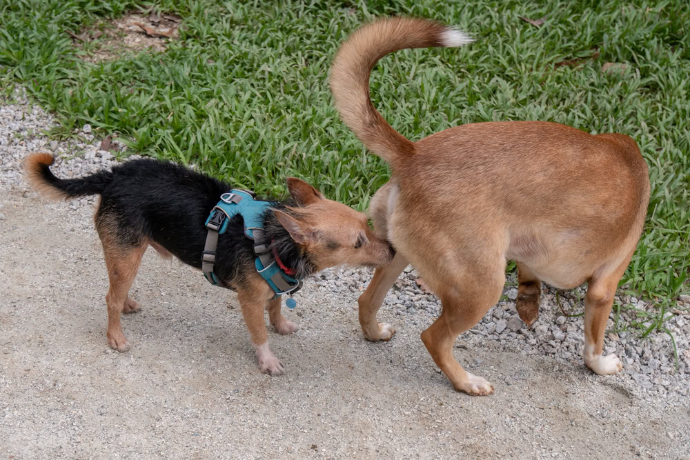 terrier dog smelling another dog's butt outdoors