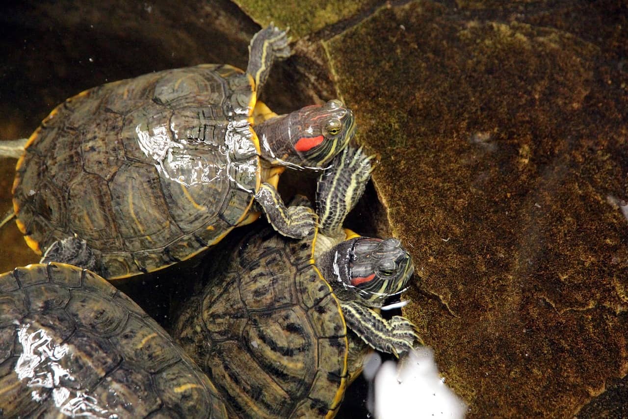 red eared slider