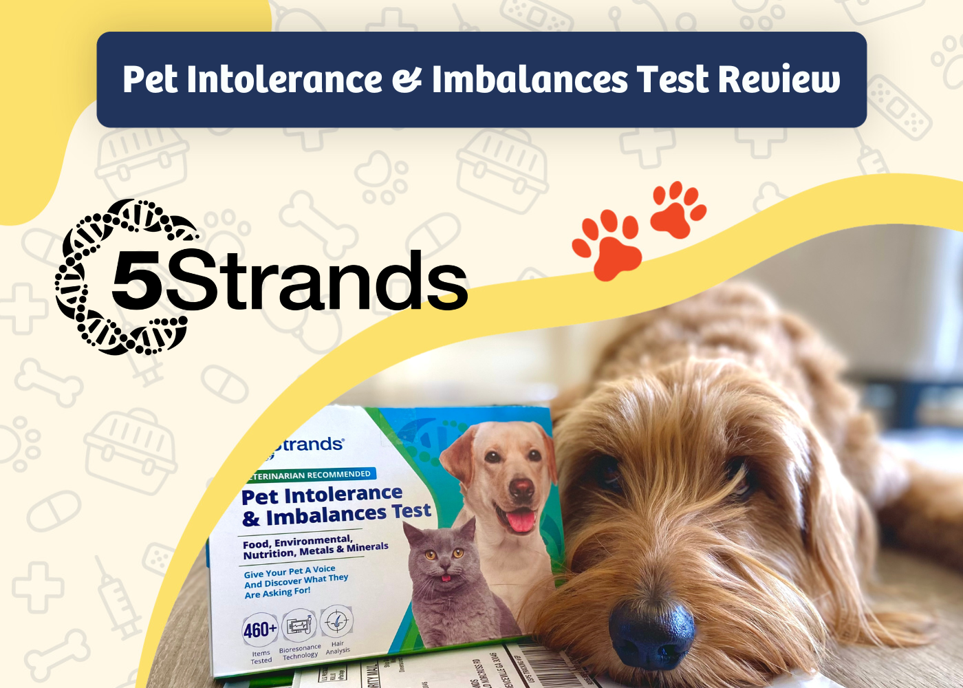 5Strands Pet Intolerances and Imbalances Test Review - featured image
