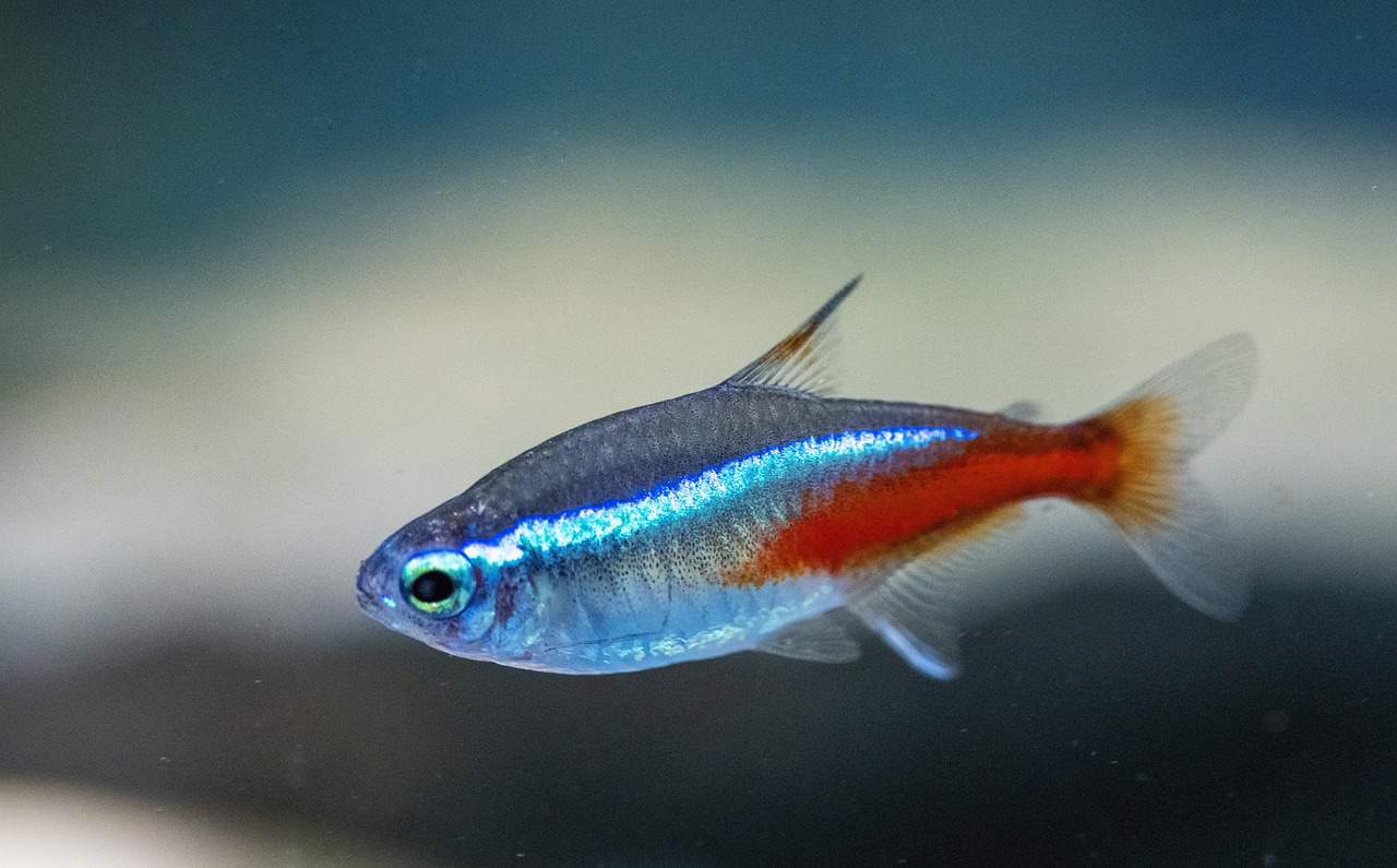 neon tetra, nature, fish