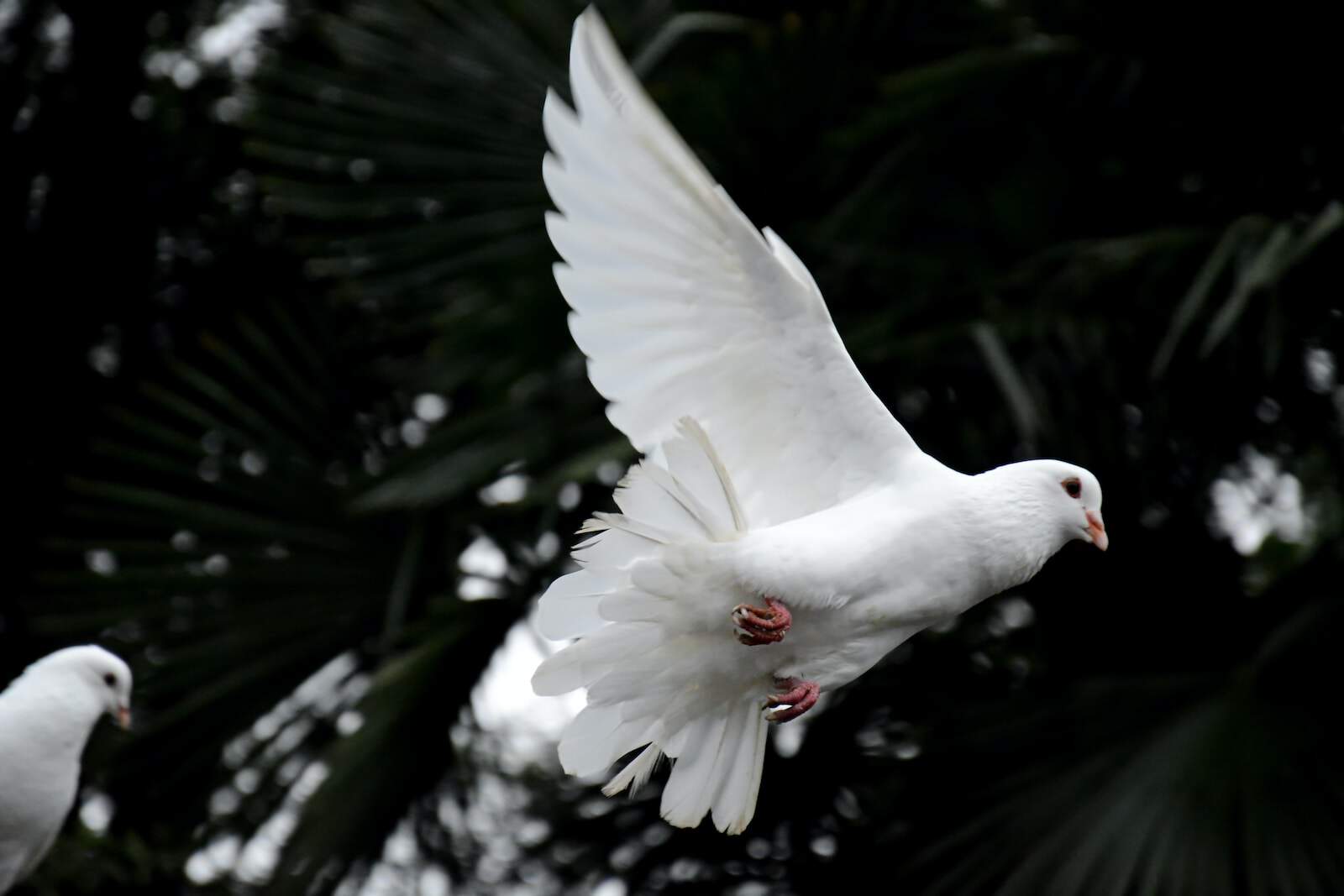 Two white doves flying