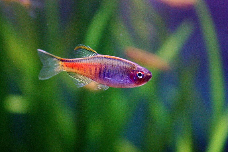 Glowlight Danio