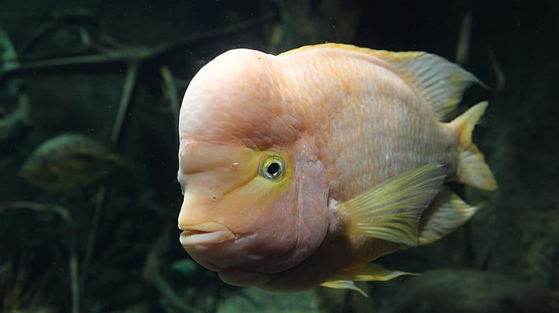 Midas Cichlid