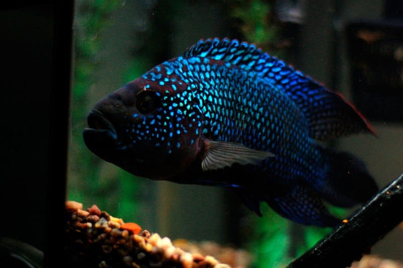 Jack Dempsey Cichlid