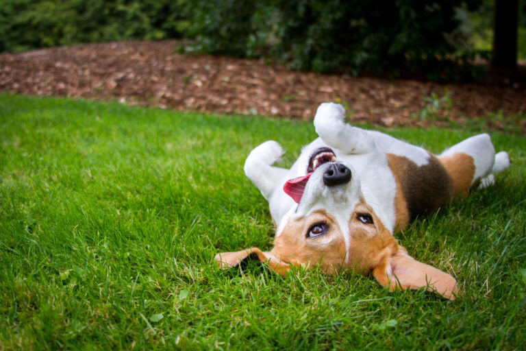 View of Why Do Dogs Roll in the Grass? 6 Vet-Verified Reasons | The Vet Desk