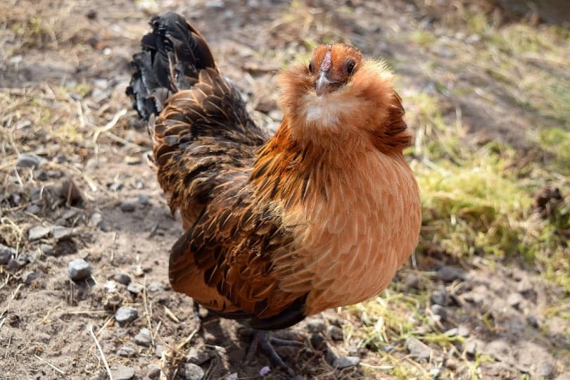 Ameraucana Chicken