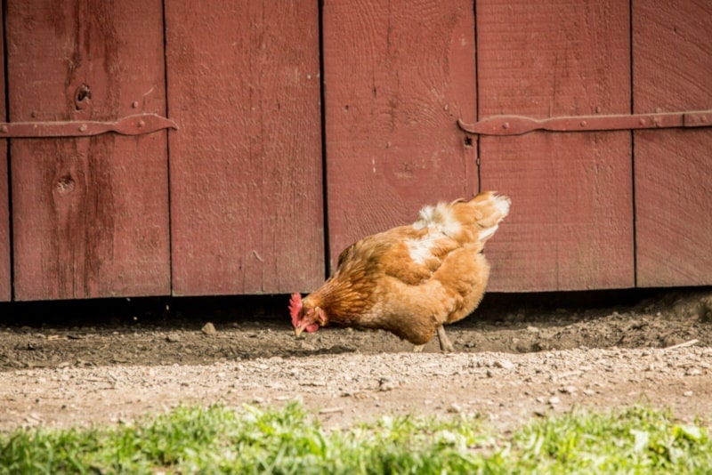 American game hen in the yard