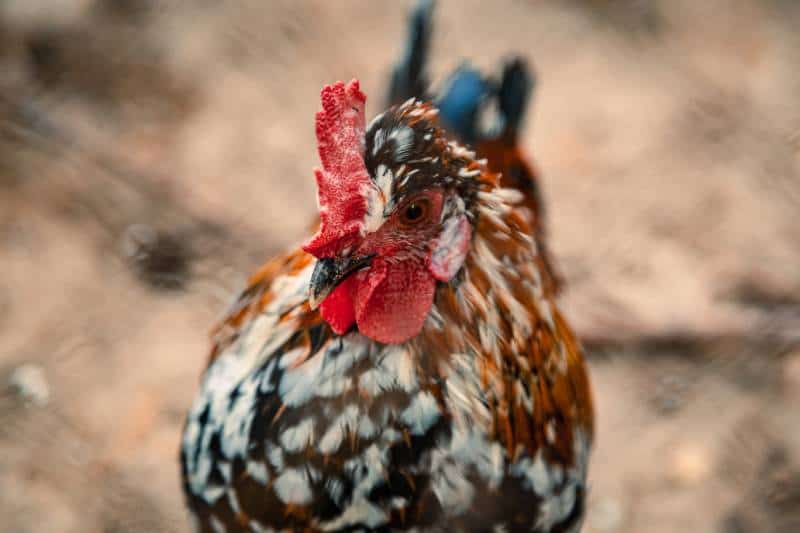 Bantam Belgian Bearded d’Uccle