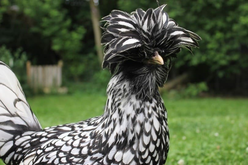 Bearded Silver laced polish chicken_ShannonDickerson_shutterstock