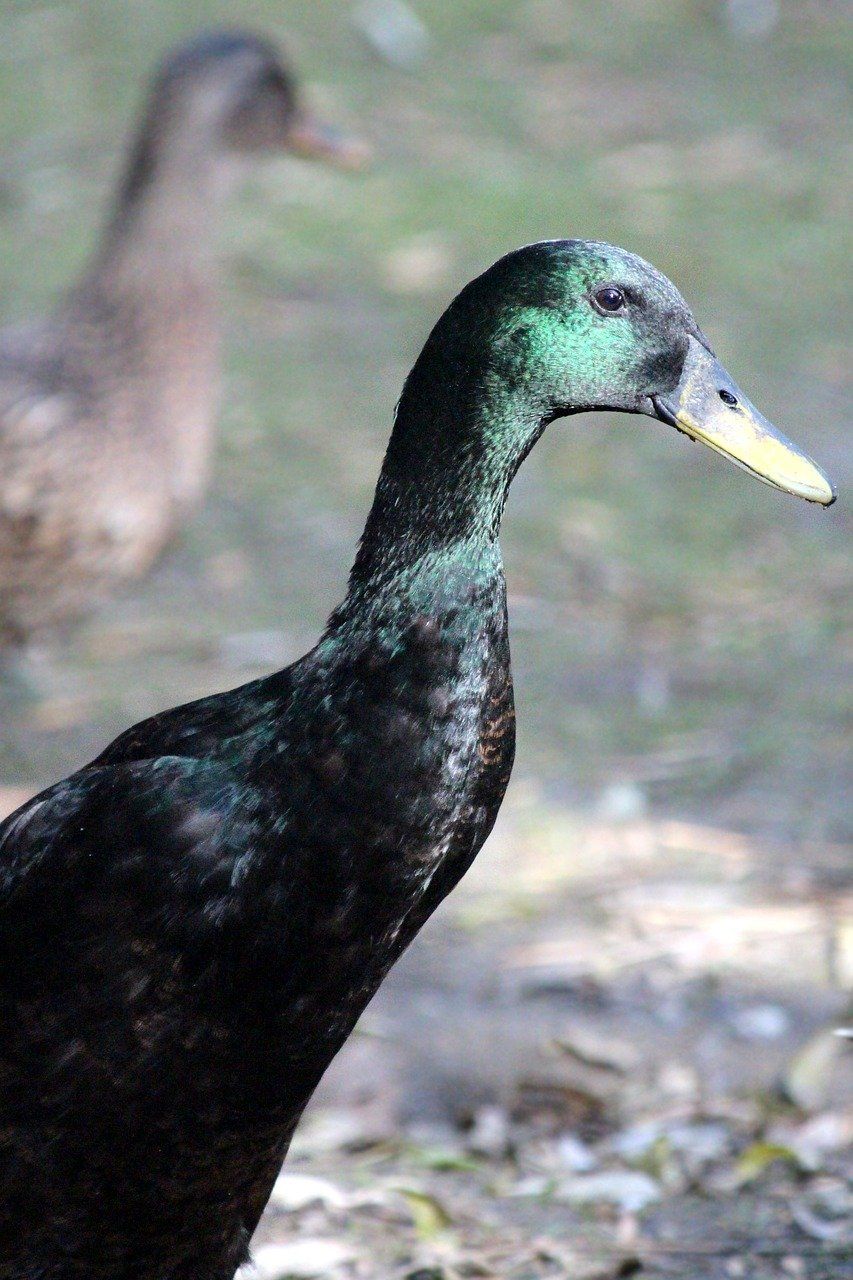 Black East Indian Duck