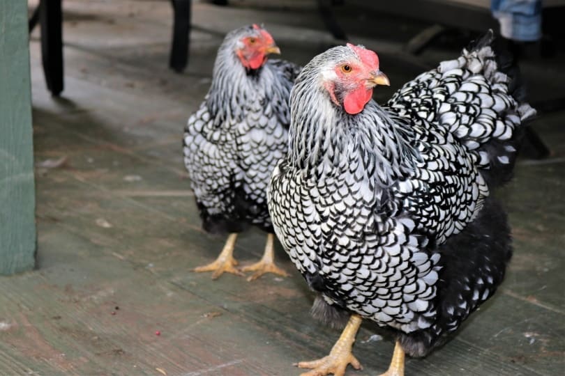 Black Laced Silver Wyandotte Chickens