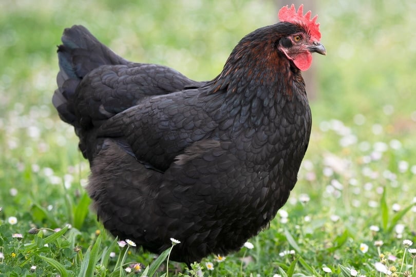 Black Marans chicken in the grass