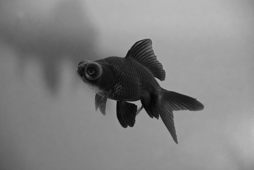 Black Moore Goldfish