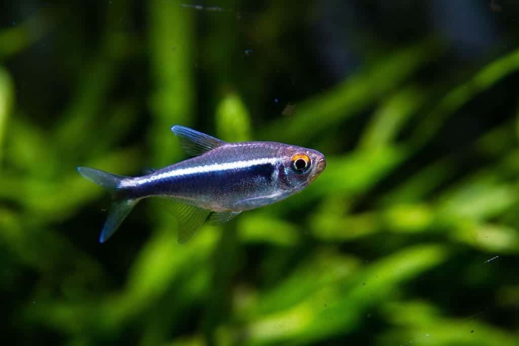Black Neon Tetra