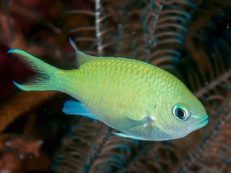 Blue-green Chromis