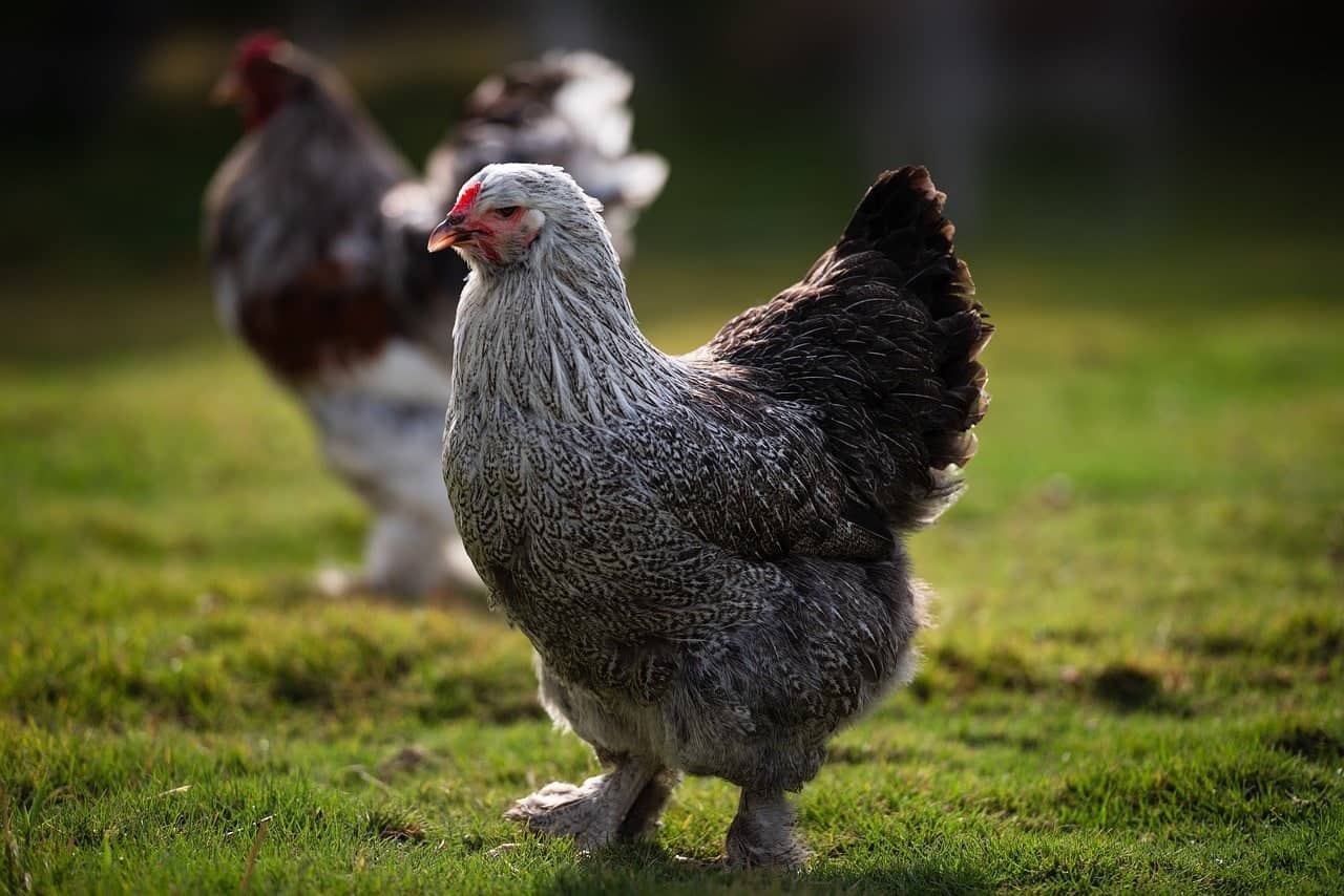 Brahma chickens