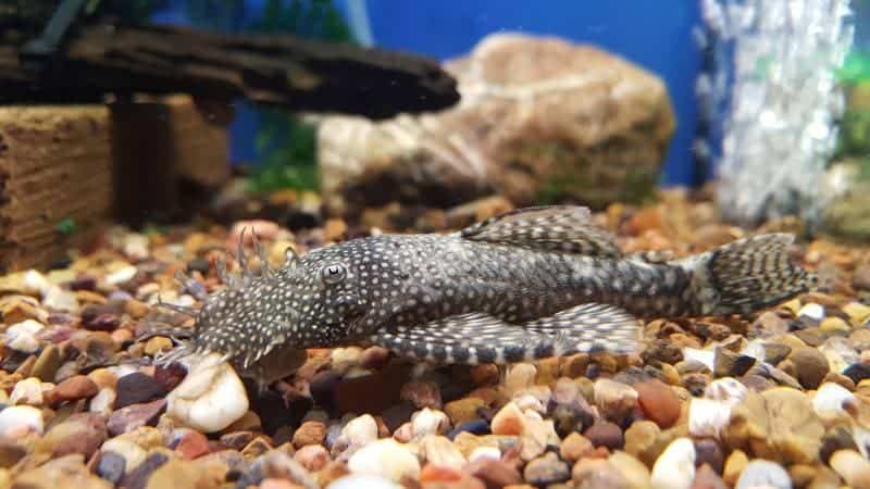 Bristlenose Catfish